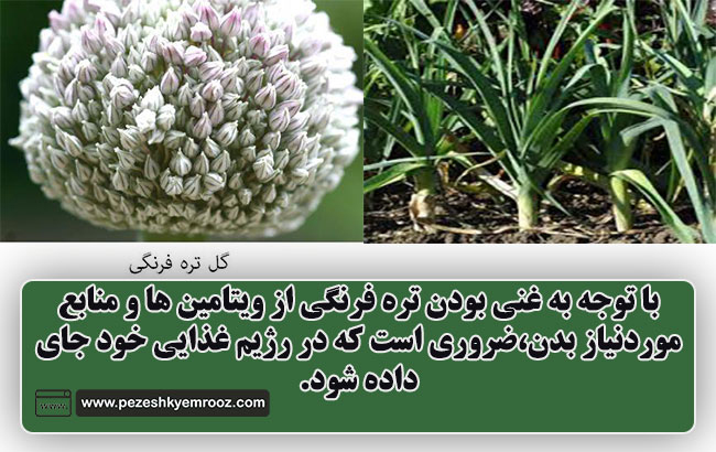 خواص تره فرنگی